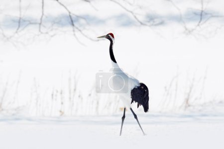 Photo for Pair of Red-crowned crane, Grus japonensis, walking in the snow, Hokkaido, Japan. Beautiful bird in the nature habitat. Wildlife scene from nature. Crane with snow in the cold forest. Animal behaviour - Royalty Free Image