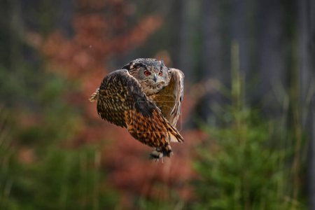 Photo for Autumn forest wildlife. Flying Eurasian Eagle Owl, Bubo bubo, with open wings in forest habitat, orange autumn trees in background. Bird flight. - Royalty Free Image