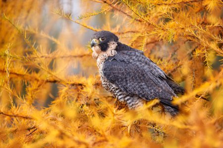 Photo for Falcon in autumn yellow orange larch tree, grey bird in the nature habitat. Peregrine Falcon, Falco peregrinus, in the habitat, Jeseniky in Czech Republic, Europe. - Royalty Free Image
