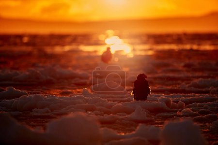 Photo for Arctic sunset. Winter sunrise with eagle. Steller's sea eagle, Haliaeetus pelagicus, morning twilight, Hokkaido, Japan. Eagle floating in sea on ice. Wildlife behavior, nature. - Royalty Free Image