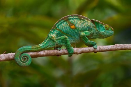 Caméléon de Parson, Calumma parsonii assis sur la branche dans l'habitat forestier. Reptile vert exotique endémique à longue queue d'Andasibe Mantadia Madagascar. Scène animalière de la nature.  