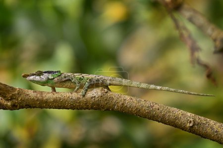 Photo for Calumma malthe, Malthe's green-eared chameleon, small lizard in the nature habitat. Green chameleon on the tree branch, Andasibe Mantadia, Madagascar in Africa. - Royalty Free Image