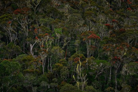 Foto de Bosque tropical nativo original en Madagascar, árboles viejos en estación húmeda en África. Vegetación verde en Andasibe-Mantadia NP, Madagascar en África. Viajar en África selva fauna. Bosque tropical en las colinas. - Imagen libre de derechos