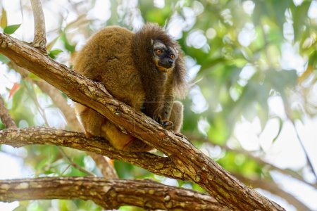 Téléchargez les photos : Lémurien brun communEulemur fulvus, Andasibe Mantadia NP, Madagascar. Singe brun gris sur l'arbre, dans l'habitat forestier, endémique i Madagascar. Nature sauvage. - en image libre de droit
