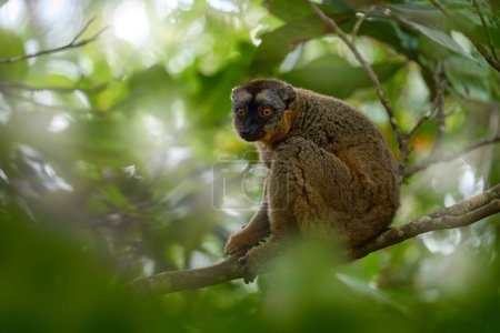 Photo for Common brown lemurEulemur fulvus, Andasibe Mantadia NP, Madagascar. Grey brown monkey on tree, in the forest habitat, Endemic i Madagascar. Wildlife nature. - Royalty Free Image