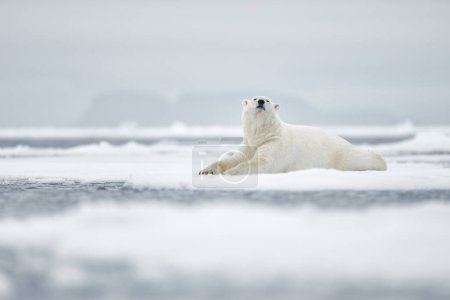 Foto de Wildlife Svalbard, Noruega. Osos con piel de abrigo de piel carcasa, la naturaleza de la vida silvestre. Carcasa cielo azul y nubes. Naturaleza - oso polar sobre hielo a la deriva con nieve alimentándose de foca, esqueleto y sangre muertos. - Imagen libre de derechos