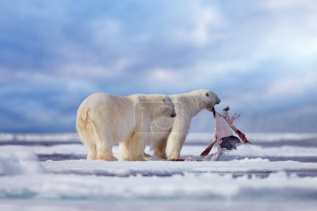 Téléchargez les photos : Wildlife Svalbard, Norvège. Ours avec peau de manteau de fourrure de carcasse, nature sauvage. Ciel bleu carcasse et nuages. Nature - ours polaire sur la glace dérivante avec de la neige se nourrissant de phoques tués, squelette et sang. - en image libre de droit