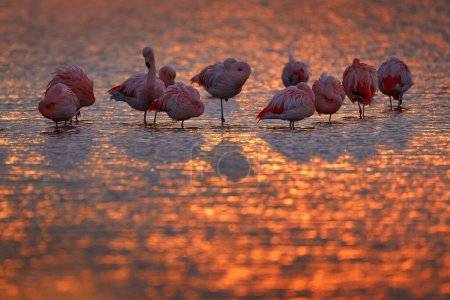 Photo for Chilean flamingos, Phoenicopterus chilensis, nice pink big birds with long necks, dancing in water. Animals in the nature habitat in Chile, America. Flamingo sunset from Patagonia, Torres del Paine. - Royalty Free Image
