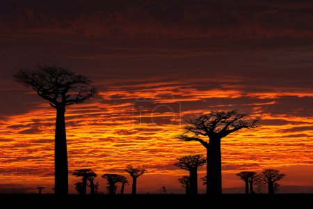 Téléchargez les photos : Paysage malgache, coucher de soleil rouge baobat. lley des Baobabs de Madagascar. Lieu typique le plus célèbre L'allee des baobab, route de gravier avec une journée ensoleillée avec de grands vieux arbres au ciel sombre rouge orangé. - en image libre de droit