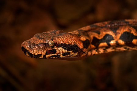Téléchargez les photos : Madagascar Arbre Boa, Sanzinia madagascariensis, grand serpent enroulé enroulé dans la forêt. Arbre Boa, nature animalière Décryptages dans le Forerst, Andasibe Mantadia NP, Madagascar. - en image libre de droit