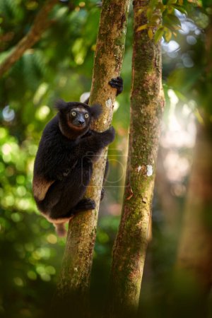 Foto de Wildlife Madagascar, indri monkey portrait, Madagascar endemic. Lemur en la vegetación natural. Sifaka en el árbol, tarde soleada. Mono con ojo amarillo. Hábitat forestal natural. - Imagen libre de derechos