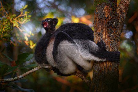 Photo for Young cub cries shouting, open muzzle. Wildlife Madagascar, indri monkey portrait, Madagascar endemic. Lemur in nature vegetation. Sifaka on tree, sunny evening. Monkey, Nature forest tree habitat. - Royalty Free Image
