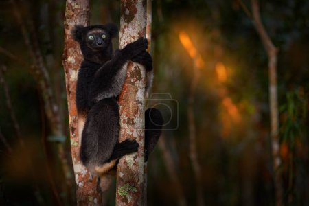 Foto de Wildlife Madagascar, indri monkey portrait, Madagascar endemic. Lemur en la vegetación natural. Sifaka en el árbol, tarde soleada. Mono con ojo amarillo. Hábitat forestal natural. - Imagen libre de derechos