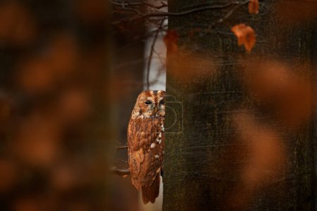 Foto de Búho tawny escondido en el bosque de otoño, sentado en el tronco del árbol en el hábitat del bosque oscuro. Hermoso animal en la naturaleza. Pájaro en el bosque de Alemania. Vida silvestre de otoño en el bosque. Hojas de naranja con pájaro. - Imagen libre de derechos