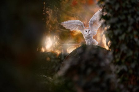 Foto de Puesta de sol de búho. Barn owl ave mágica, Tyto alba, volando por encima de valla de piedra en el cementerio del bosque. Escena de vida silvestre de la naturaleza.Búho Vida silvestre urbana. Hermosa puesta de sol en la naturaleza. - Imagen libre de derechos