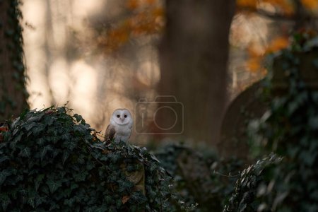Photo for Owl sunset. Magic bird Barn owl, Tyto alba, flying above stone fence in forest cemetery. Wildlife scene from nature.Owl - Urban wildlife. Beautiful sunset in nature. - Royalty Free Image