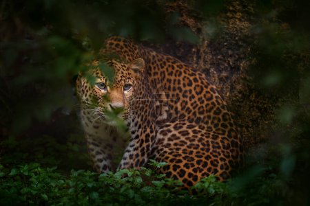 Photo for Javan leopard, Panthera pardus melas, hidden in nature habitat, Java island in Indonesia, Asia. Wild cat hidden in the green vegetation, tropic forest. Wildlife nature. - Royalty Free Image