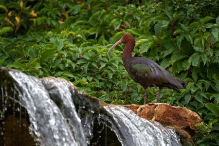 Foto de Puna ibis, Plegadis ridgwayi, Bolivia en América del Sur. Pájaro marrón con pico largo en el agua del río en vegetación tropical. Ibis en cascada. Aves de Chile y Perú, vida silvestre. - Imagen libre de derechos