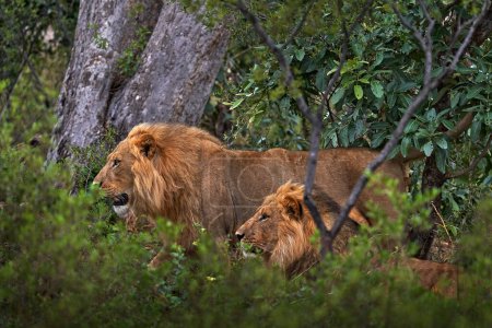 Foto de Bosque león africano en el hábitat natural, árboles verdes, delta del Okavango, Botswana en África. Dos leones en su vegetación verde. - Imagen libre de derechos