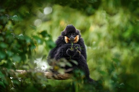 Foto de Gibbon de mejillas amarillas, Nomascus gabriellae, mono de Camboya, Laos, Vietnam. Gibbon en el hábitat natural, vegetación verde del bosque arbóreo. Mono negro en el árbol, vida silvestre de la naturaleza. - Imagen libre de derechos