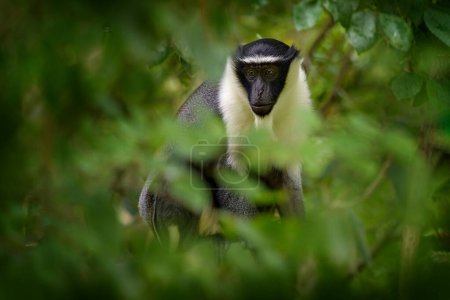 Photo for Roloway guenon, Cercopithecus roloway, Ivory Coast, Ghana - Royalty Free Image