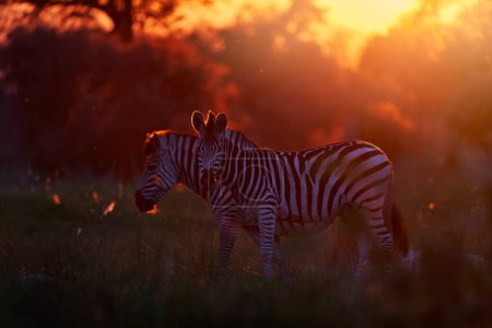 Foto de Vida silvestre, puesta de sol de cebra. Flor de hierba con luz de fondo de la mañana en el campo de pradera con cebra, delta del Okavango, Botswana en África. Puesta de sol en la naturaleza, vida silvestre en Botswana. África Viajes. - Imagen libre de derechos