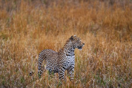 Foto de Vida silvestre de Botswana. Leopardo, Panthera pardus Shortridge, pasto paseo hábitat natural, gran gato salvaje en el hábitat natural, día soleado en la sabana, Okavango delta Botswana. Naturaleza de la fauna, África - Imagen libre de derechos