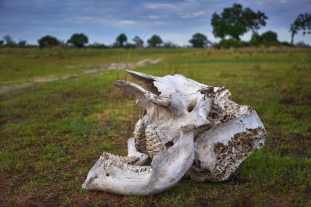 Téléchargez les photos : Squelette osseux de la tête d'éléphant, dans la savane, delta de l'Okavango, Botswana en Afrique. Tête de crâne dans l'herbe verte. Éléphant mort dans la nature. - en image libre de droit