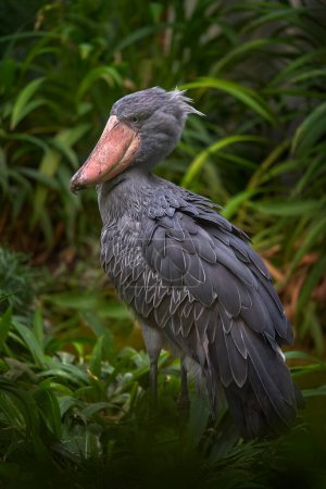 Photo for Portrait of big beak bird Shoebill, Balaeniceps rex, strange bird from Congo in Africa. Wildlife nature. - Royalty Free Image