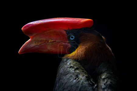 Photo for Tropic nature. Red bill hornbill detail portrait. Northern rufous hornbill, Buceros hydrocorax, Philippine bird in the dark forest habitat. Head with red big beak of bird in jungle, wildlife. - Royalty Free Image