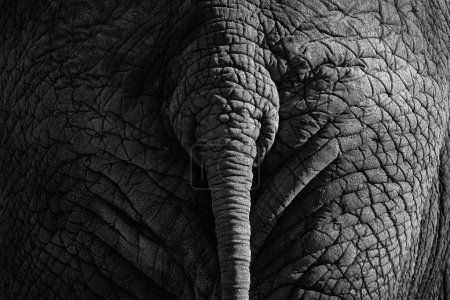 Photo for Wildlife scene from nature. Tail, detail of big elephant.  Art view on nature. Eye close-up portrait of big mammal, Etosha NP, Namibia in Africa. Detail of wrinkled elephant skin. Black and white art. - Royalty Free Image