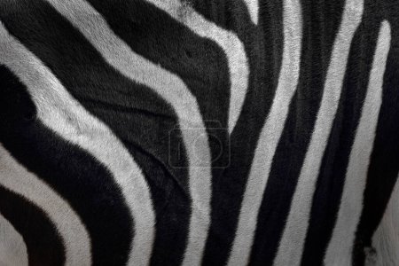Téléchargez les photos : Zèbre détail en gros plan de manteau de fourrure, vue sur la nature africaine. Wildlife in South Africa. Fourrure noire avec lignes blanches
. - en image libre de droit