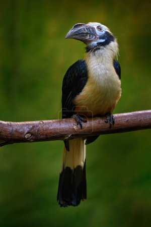 Foto de Hornbill Visayan, Penelopides panini. gran pájaro pico en las selvas tropicales, Filipinas en Asia. Hornbill, detalle de primer plano de la selva tropical. Vida silvestre Asia. - Imagen libre de derechos