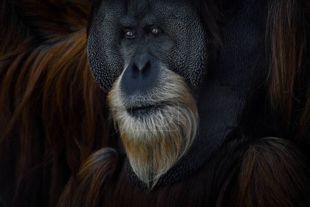 Photo for Sumatran orangutan, Pongo abelii, Critically endangered ape monkey, and found only in north Indonesian island, Sumatra in Indonesia. Orangutan close-up forest portrait.Wild animal, wildlife nature. - Royalty Free Image