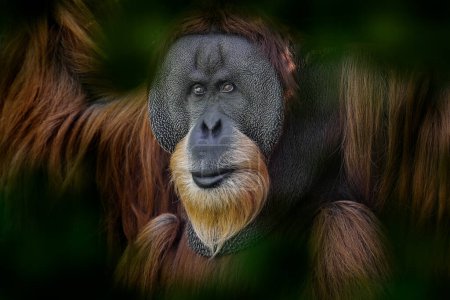 Photo for Sumatran orangutan, Pongo abelii, Critically endangered ape monkey, and found only in  north Indonesian island, Sumatra in Indonesia. Wild animal, wildlife nature - Royalty Free Image