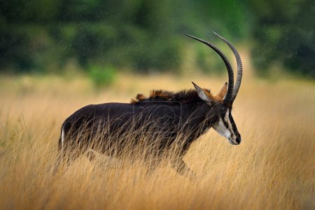 Photo for Sable antelope, Hippotragus niger, savanna antelope found in Botswana in Africa. Detail portrait of antelope, head with big ears and antlers. Wildlife in Africa. Antelope in forest, rain. - Royalty Free Image