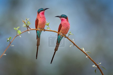 Photo for Carmine Bee-eater, Merops nubicoides, Okavango delta, Botswana in Africa. Wildlife scene from Africa. Portrait of pink red bee-eater in the sand habitat. Wildlife scene from nature. - Royalty Free Image