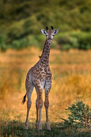 Téléchargez les photos : Jeune ourson de girafe. Girafe en forêt avec de grands arbres, lumière du soir, coucher de soleil. Silhouette de girafe idyllique avec coucher de soleil orange du soir, delta de l'Okavango au Botswana. - en image libre de droit