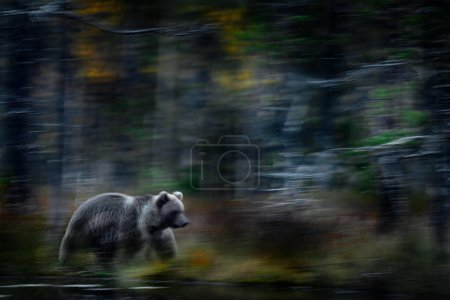 Foto de Desenfoque movimiento naturaleza arte, panorámica. El oso se mueve borroso en el bosque. Oso pardo caminando en el bosque, luz de la mañana. Animal peligroso en la taiga de la vida silvestre y hábitat del prado. Escena de vida silvestre de Finlandia - Imagen libre de derechos