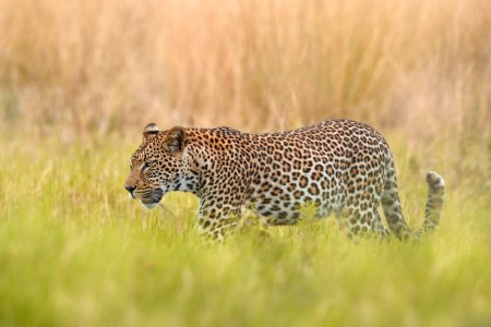 Téléchargez les photos : Chat léopard, belle herbe orange cachée. Louveteau léopard avec maman marche. Grand chat sauvage dans l'habitat naturel, journée ensoleillée sur la savane, rivière Khwai. Nature sauvage, Botswana faune. - en image libre de droit