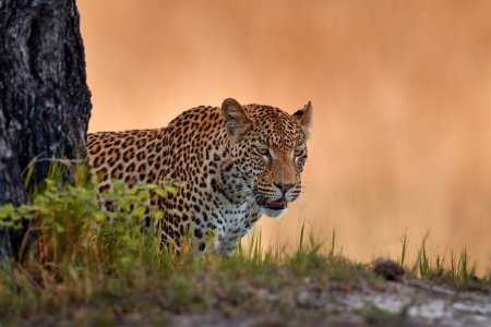 Foto de Africa wildlife. Leopardo, Panthera pardus Shortridge, hábitat natural, gran gato salvaje en el hábitat natural, día soleado en la sabana, delta del Okavango Botswana. Naturaleza de la fauna. - Imagen libre de derechos