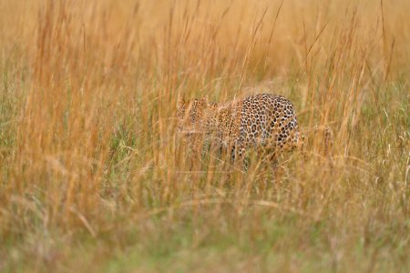 Foto de Africa wildlife. Encuentra el leopardo en la hierba, Panthera pardus Shortridge, hábitat natural, gran gato salvaje en el hábitat natural, día soleado en la sabana, delta del Okavango Botswana. Naturaleza de la fauna. - Imagen libre de derechos