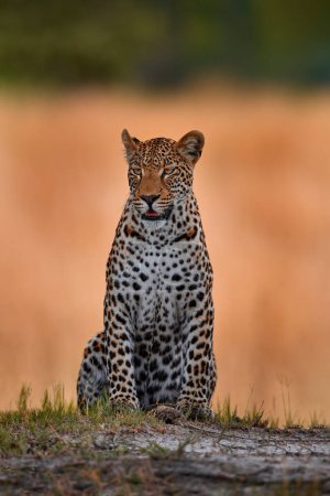 Foto de Naturaleza de vida silvestre. Africa wildlife. Puesta de sol de leopardo, Panthera pardus Shortridge, hábitat natural, gran gato salvaje en hábitat natural, día soleado en la sabana, Tanzania. - Imagen libre de derechos
