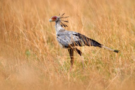 Foto de Secretario Bird, Sagittarius serpentarius, ave de rapiña gris con cara de naranja, Okavango, Botswana en África. Escena de vida salvaje de la naturaleza. Hermoso animal con cresta gris en la cabeza, hierba dorada. - Imagen libre de derechos
