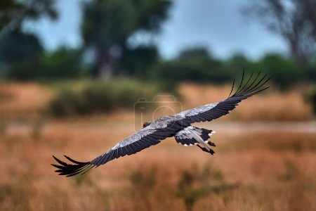 Foto de Secretario Bird fly, Sagittarius serpentarius, ave gris de presa vuelo, Okavango, Botswana en África. Escena de vida salvaje de la naturaleza. Hermoso animal con cresta gris en la cabeza, hierba dorada. - Imagen libre de derechos