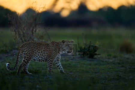 Foto de Atardecer con leopardo, hábitat natural en el delta del Okavango, Botswana en África. Noche en la naturaleza, gran gato caminar en la hierba, naranja puesta del sol nubes. - Imagen libre de derechos