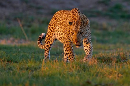 Foto de Puesta de sol de leopardo, Panthera pardus Shortridge, hábitat natural, gran gato salvaje en hábitat natural, día soleado en la sabana, delta del Okavango Botswana. Naturaleza de vida silvestre. África vida silvestre. - Imagen libre de derechos