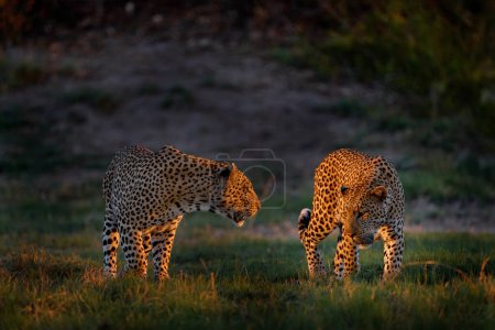 Téléchargez les photos : Lutte contre le coucher du soleil léopard, Panthera pardus Shortridge, habitat naturel, deux grands chats sauvages dans l'habitat naturel, journée ensoleillée sur la savane, delta de l'Okavango Botswana. Nature sauvage. Afrique faune sauvage - en image libre de droit