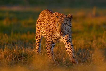 Foto de Del delta del Okavango. Wildlife Botswana. Puesta de sol de hierba dorada de leopardo, Botswana, África. Gran gato manchado en la naturaleza salvaje. Luz del sol de la mañana en la naturaleza. Salida del sol en África. - Imagen libre de derechos