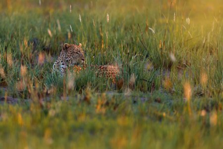 Photo for Okavango delta. Wildlife Botswana. Leopard golden grass sunset, Botswana, Africa. Big spotted cat in the wild nature. Morning sunlight in nature. Sunrise in Africa. - Royalty Free Image